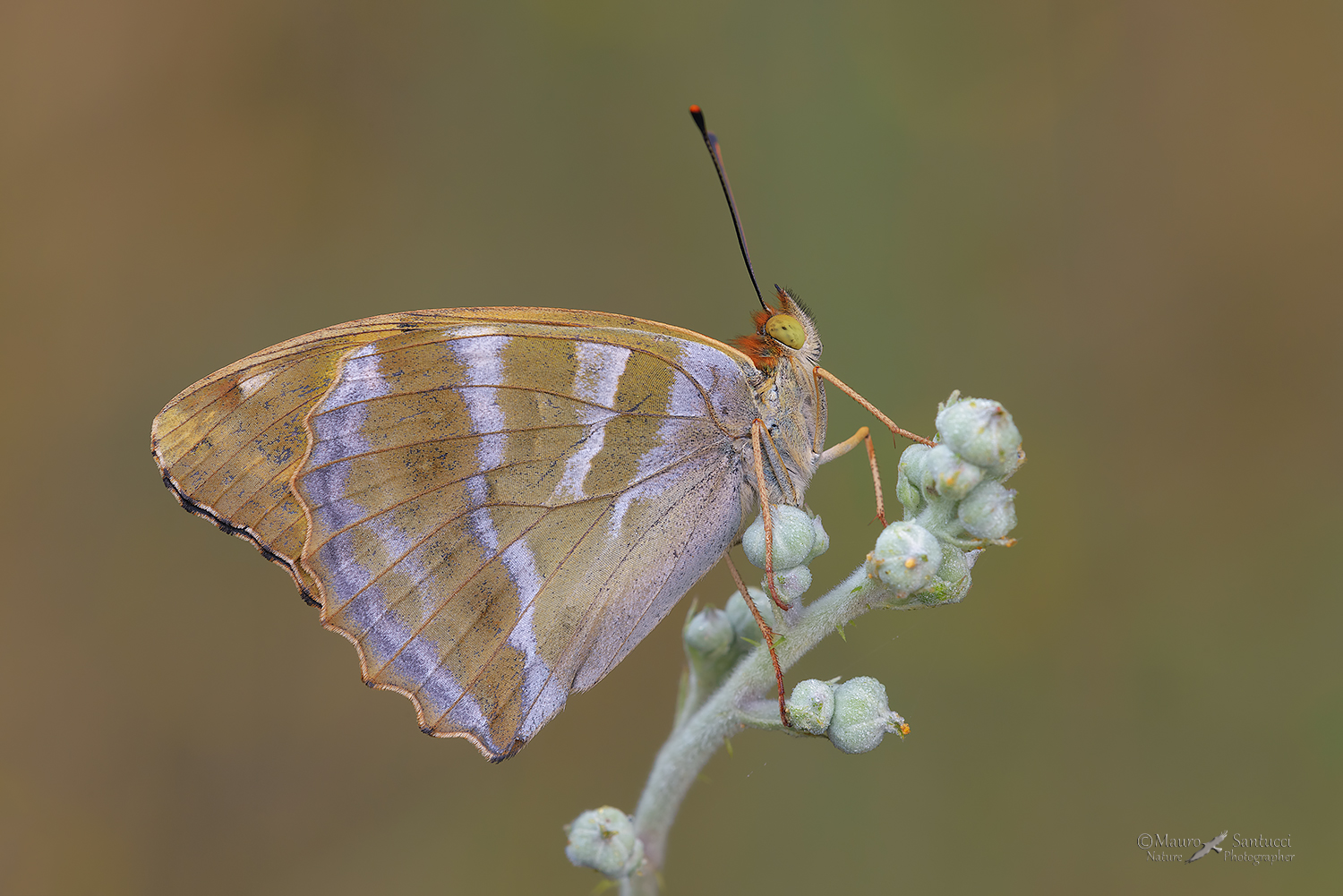 Argynnis-paphia_DSC4425