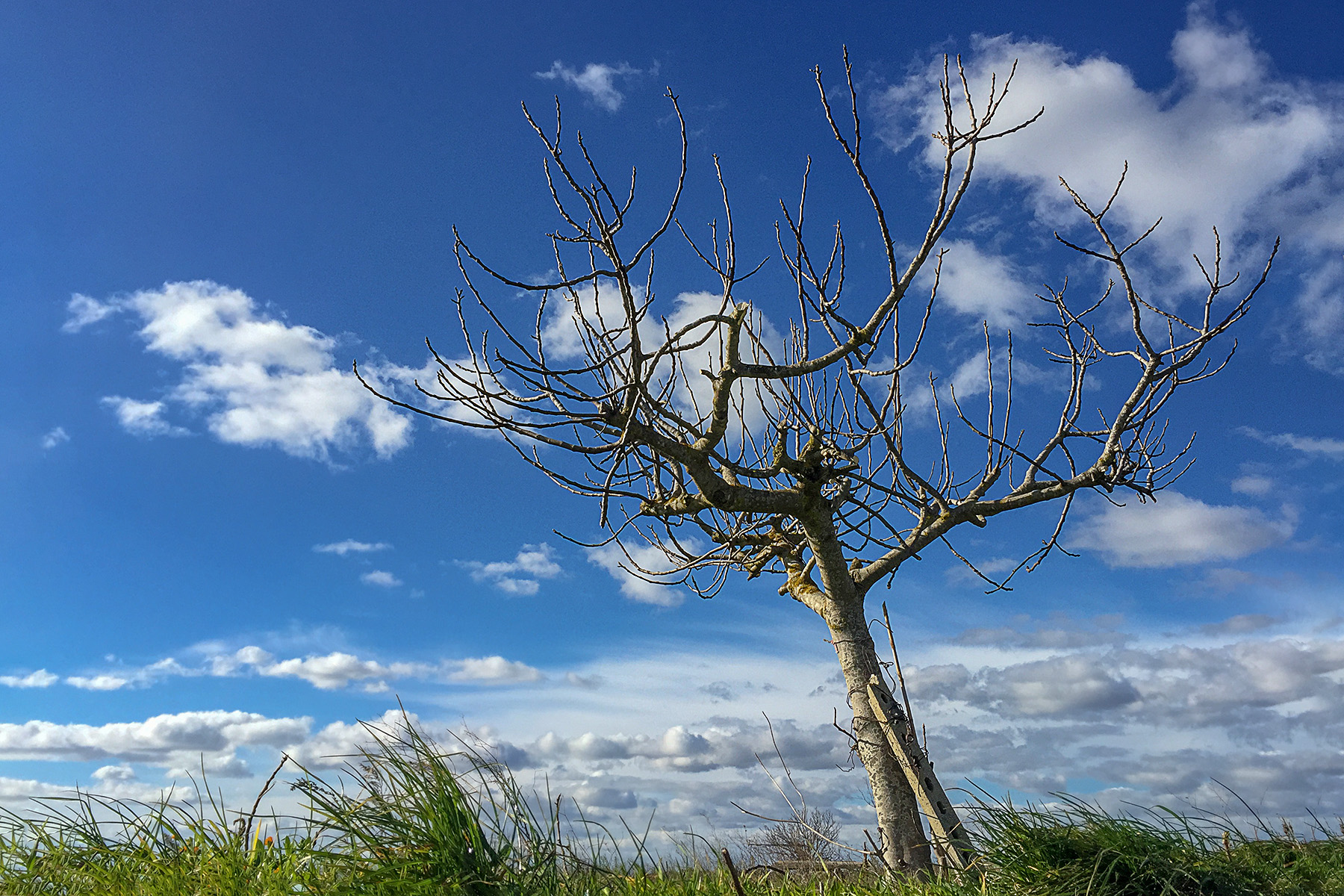 Un fico... d�inverno