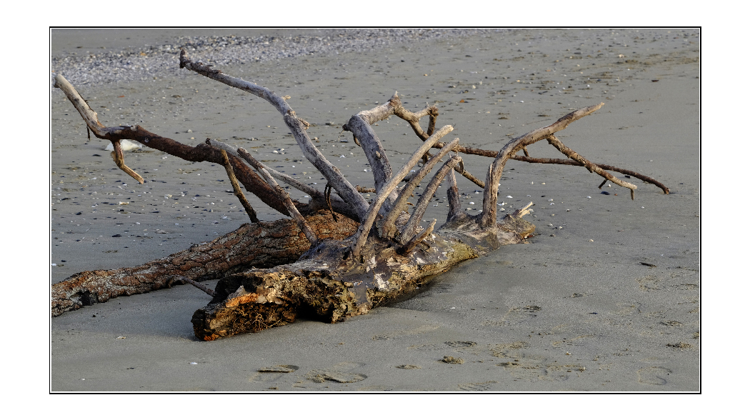 Mostro marino...spiaggiato