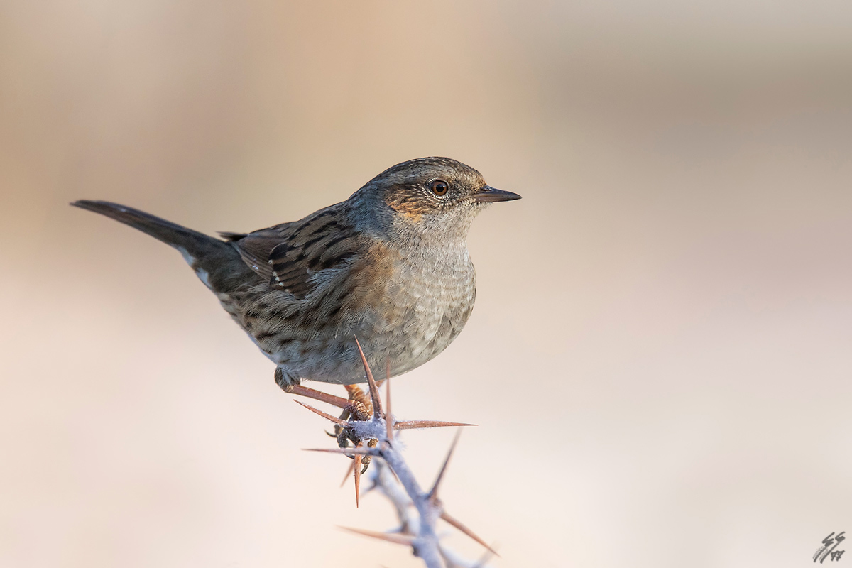 ..passera scopaiola..