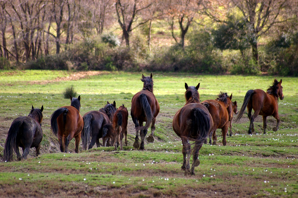cavalli di maremma