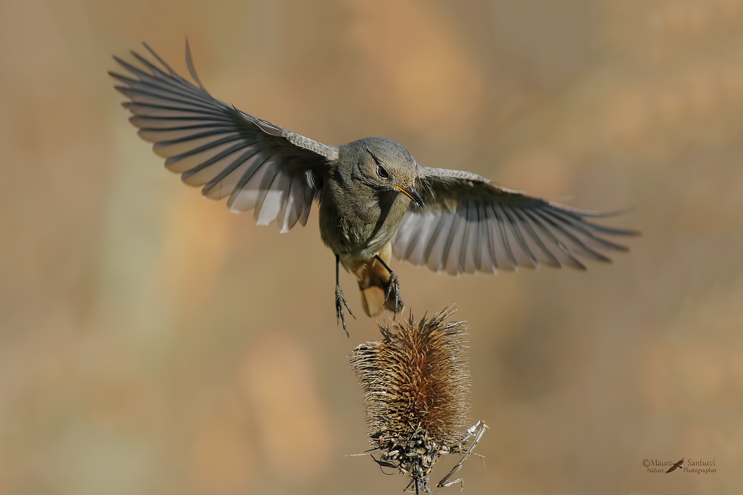 Codirosso-spazzacamino-femmina_DSC3770