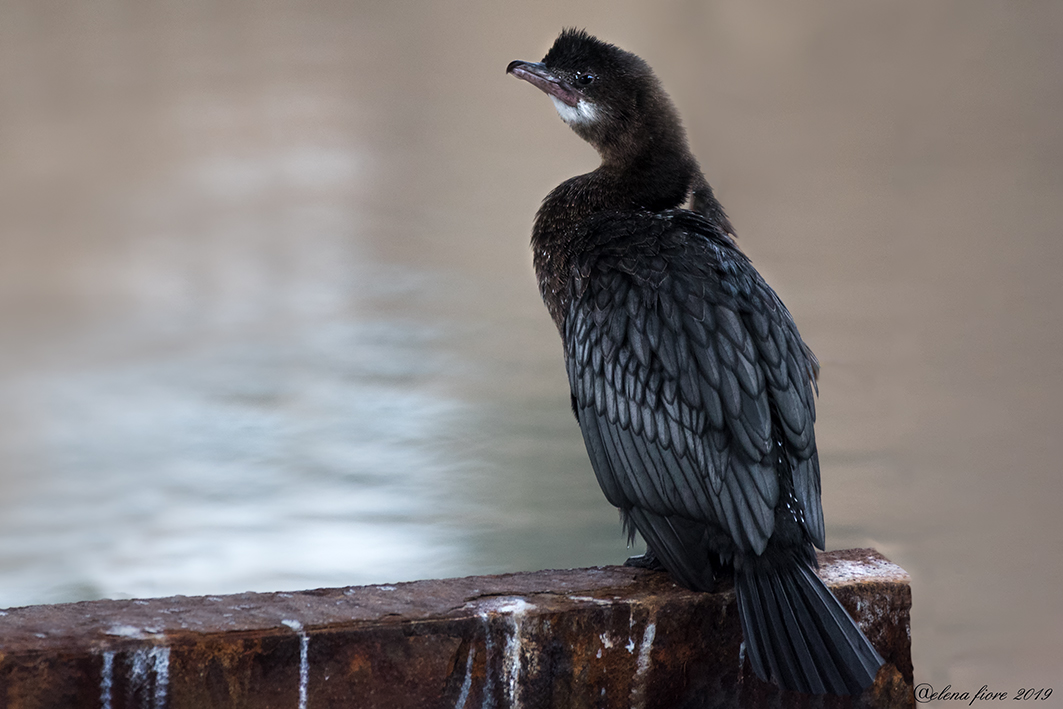Cormorano agli Spinaroni