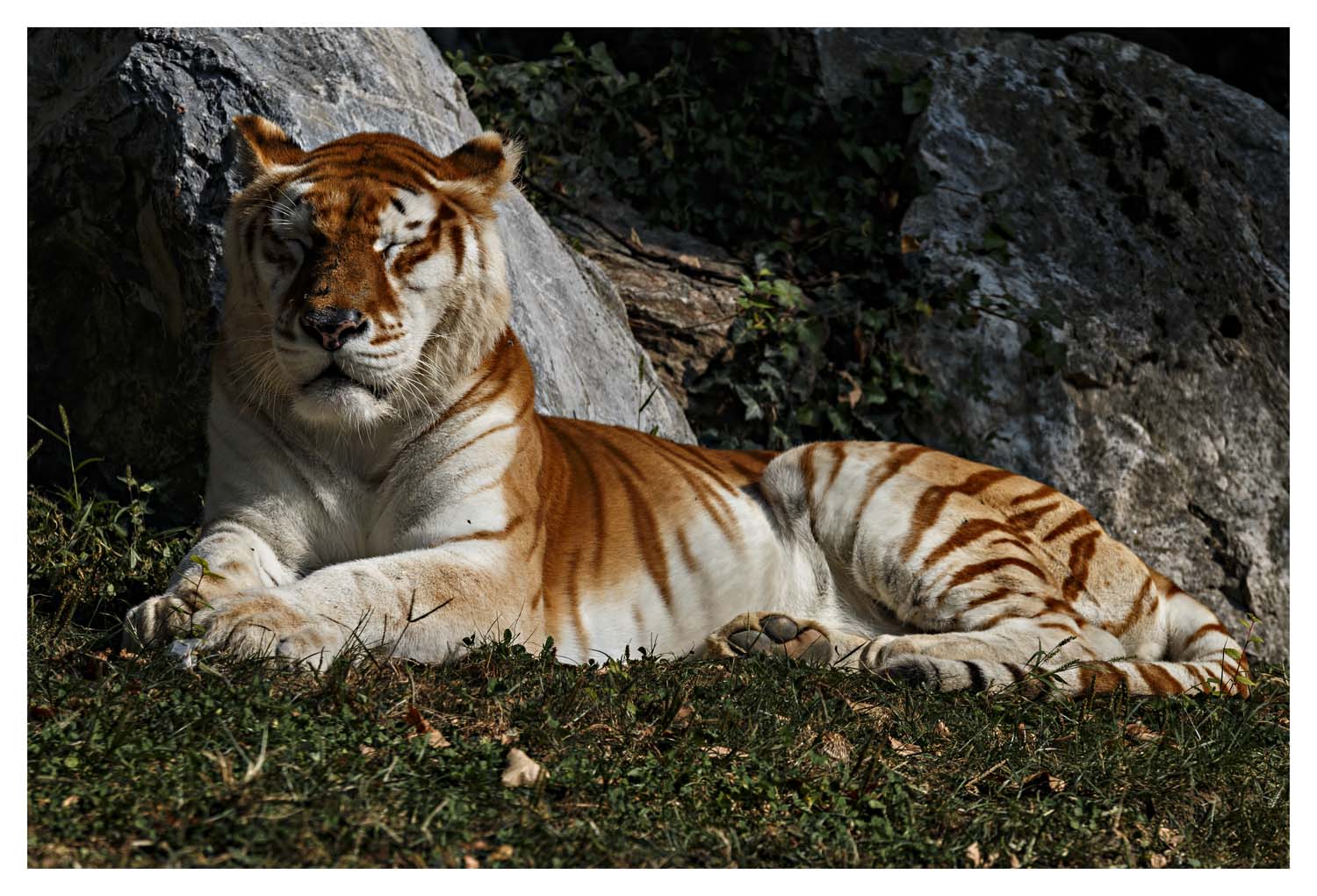 ritratto di un predatore