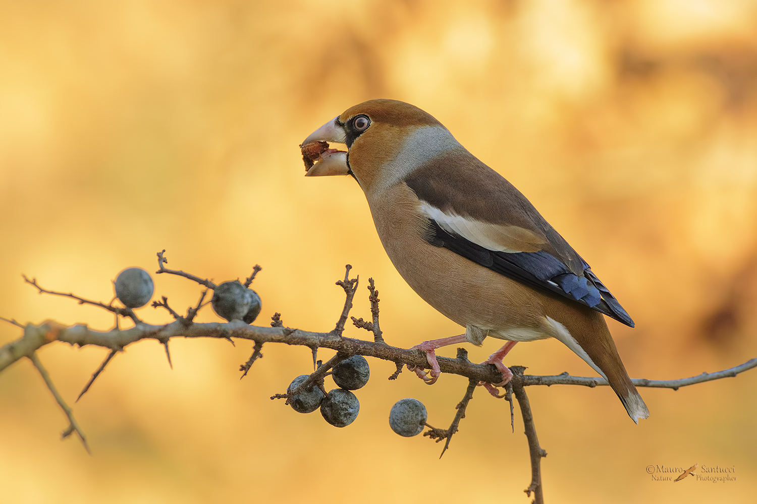 Frosone-in-alimentazione_DSC5736
