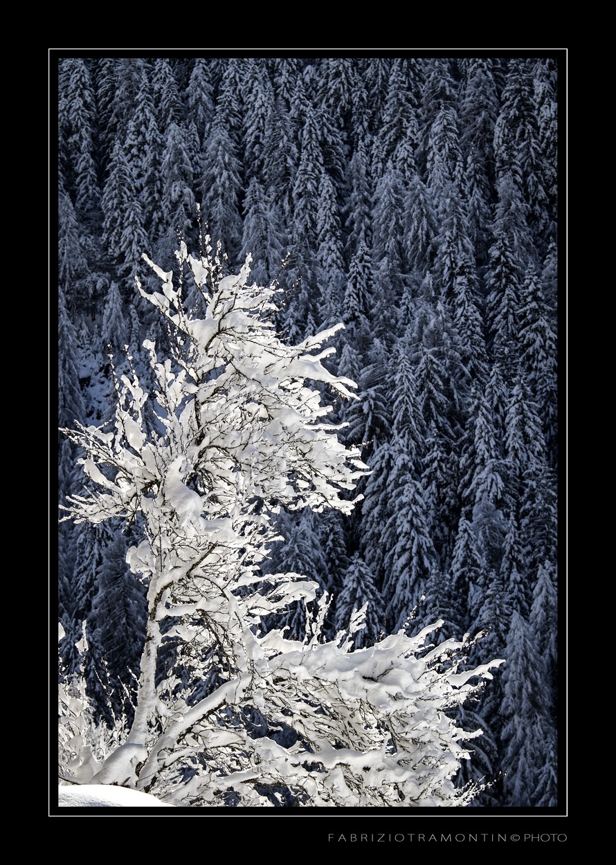 Suspended in Whitenes