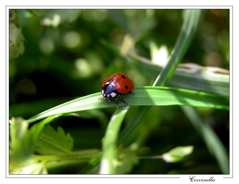 Coccinella