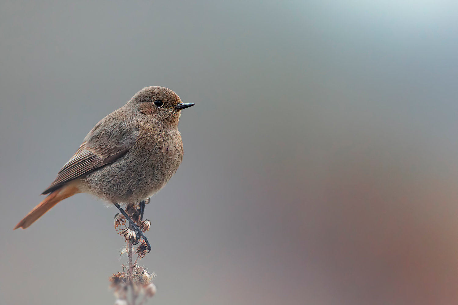 Femmina di codirosso.