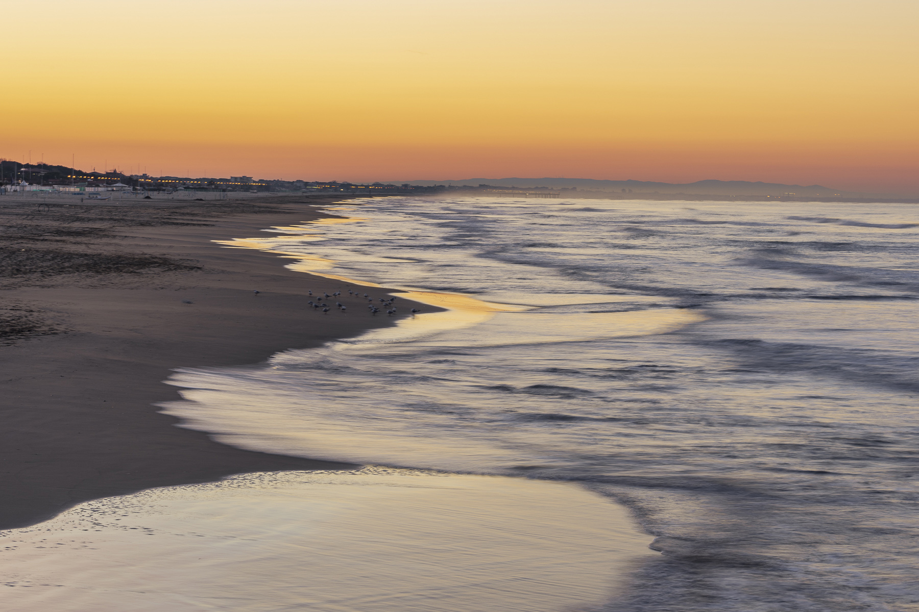 Piccioni alla riscossa