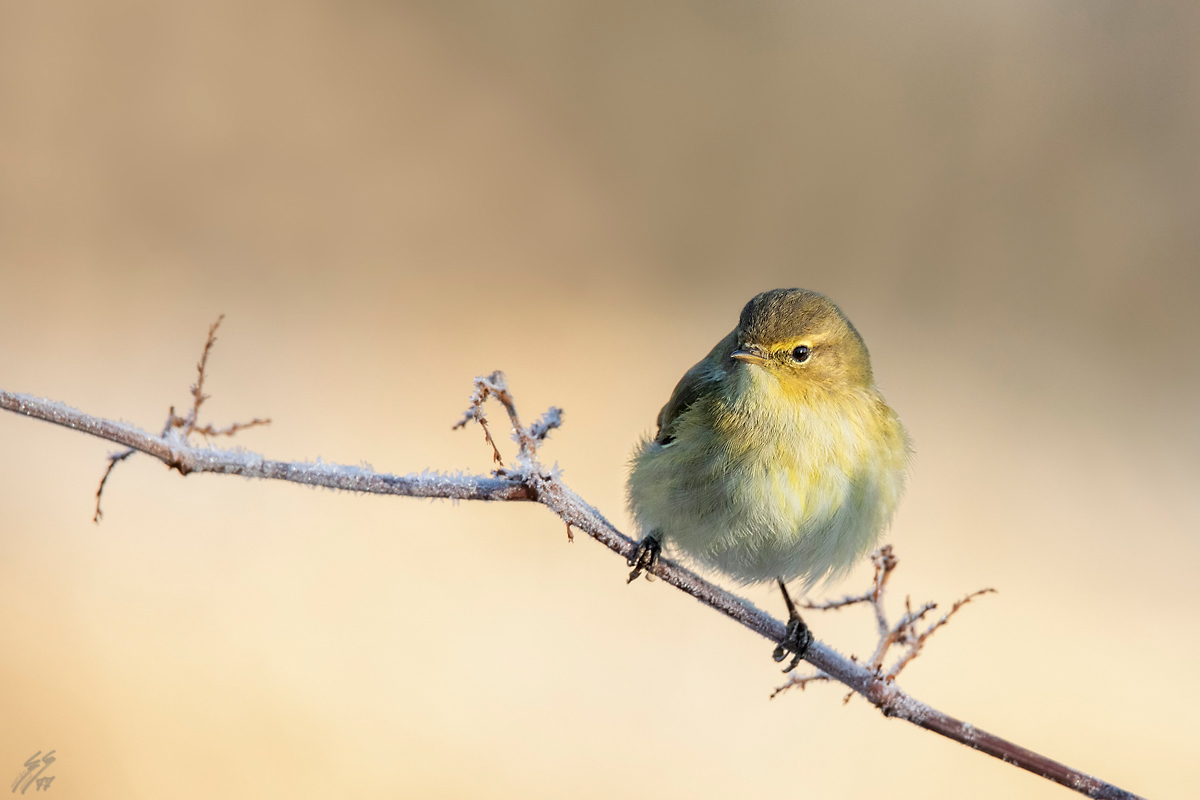 ..lu� piccolo su poligono del giappone..