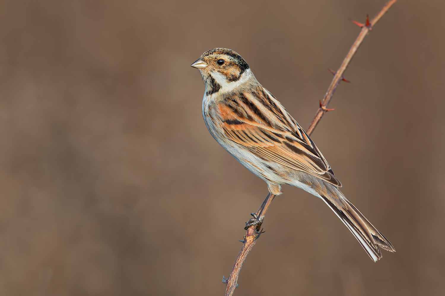 Migliarino di Palude