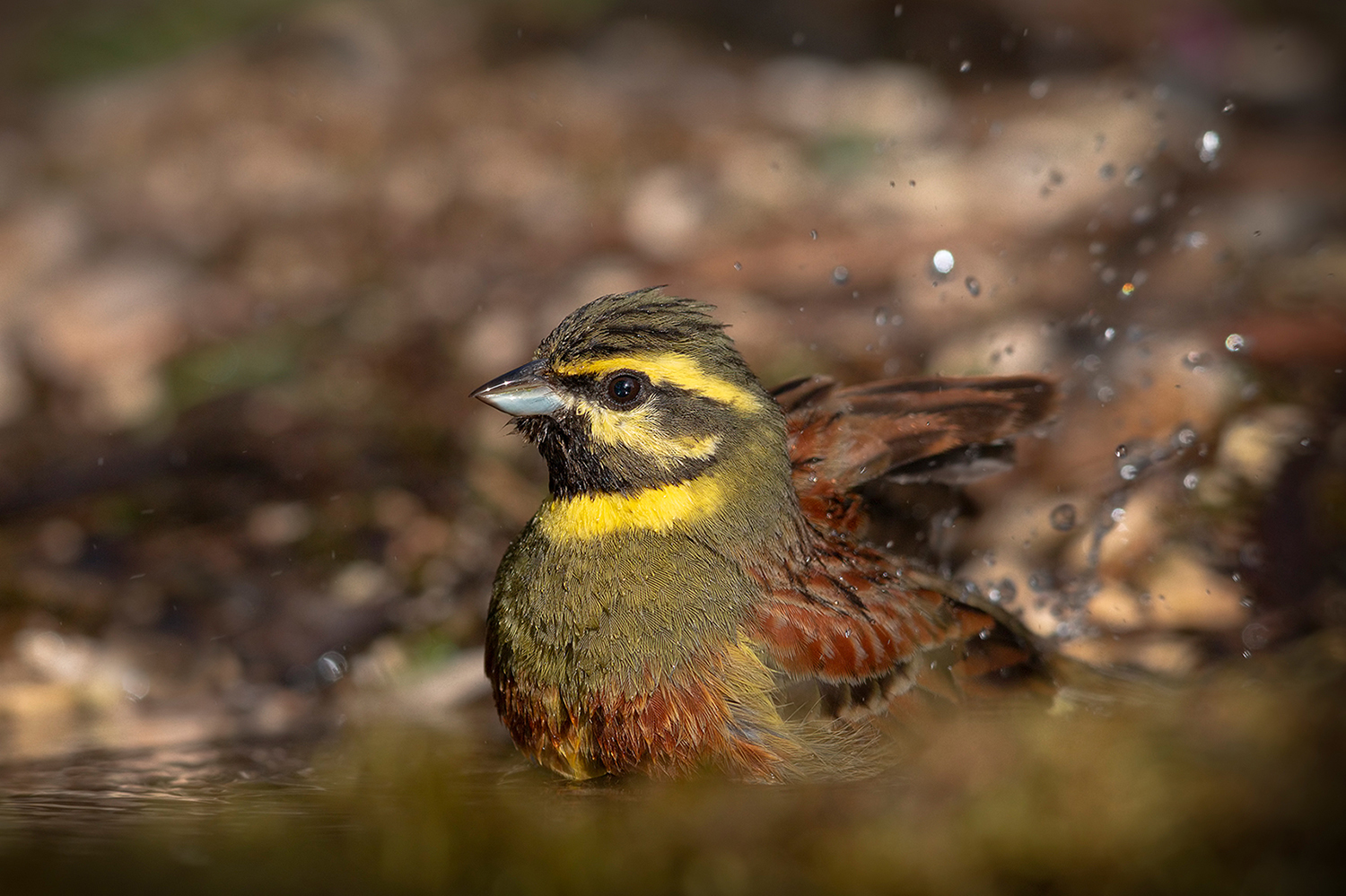 Il bagnetto dello zigolo nero