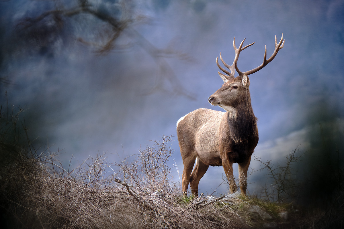 ... Oggi caccia grossa ... :)