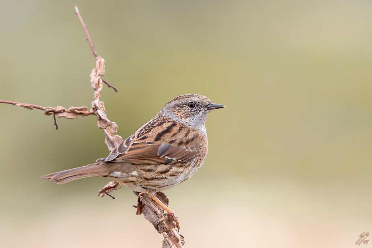 ..passera scopaiola..