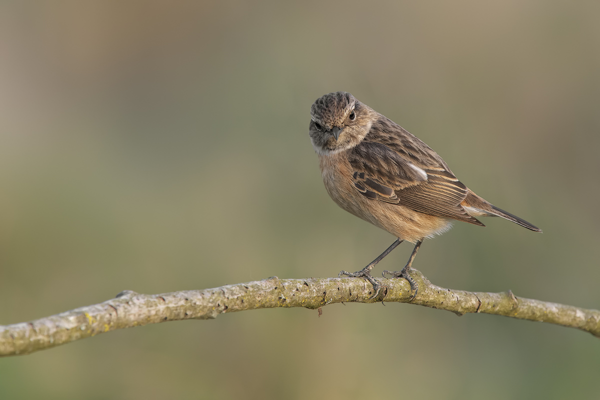 Saltimpalo (Saxixola rubicola)