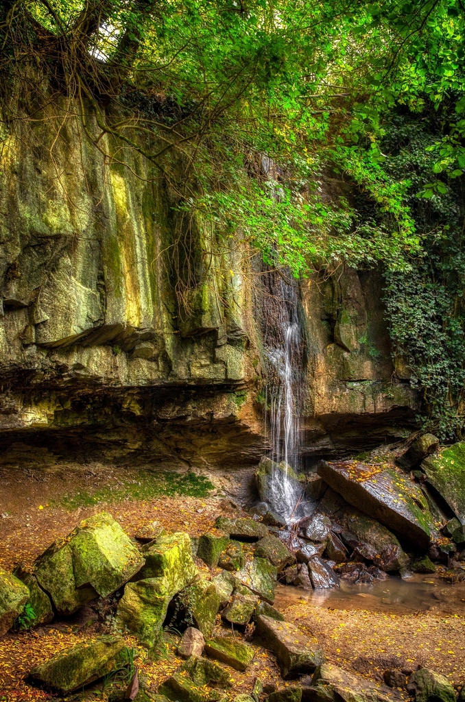 il respiro del bosco.....