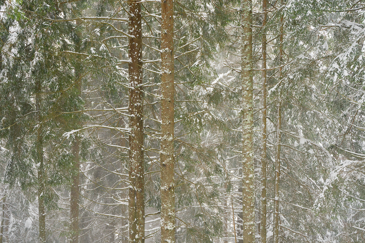 Incredibilmente Vicini