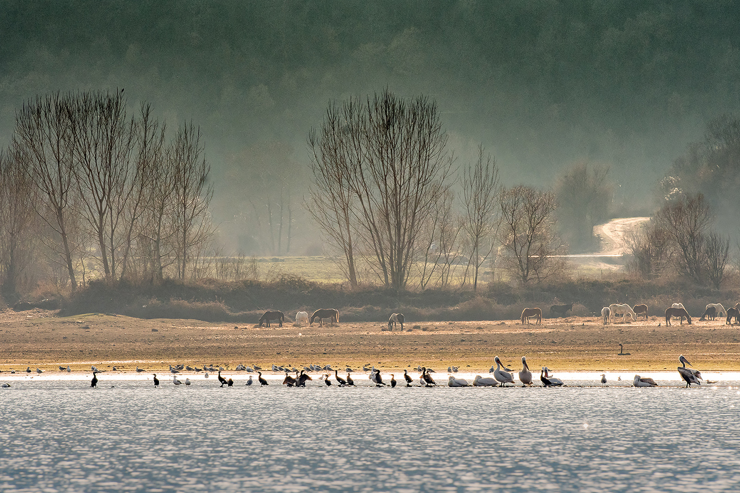 Lago Kerkini - Grecia