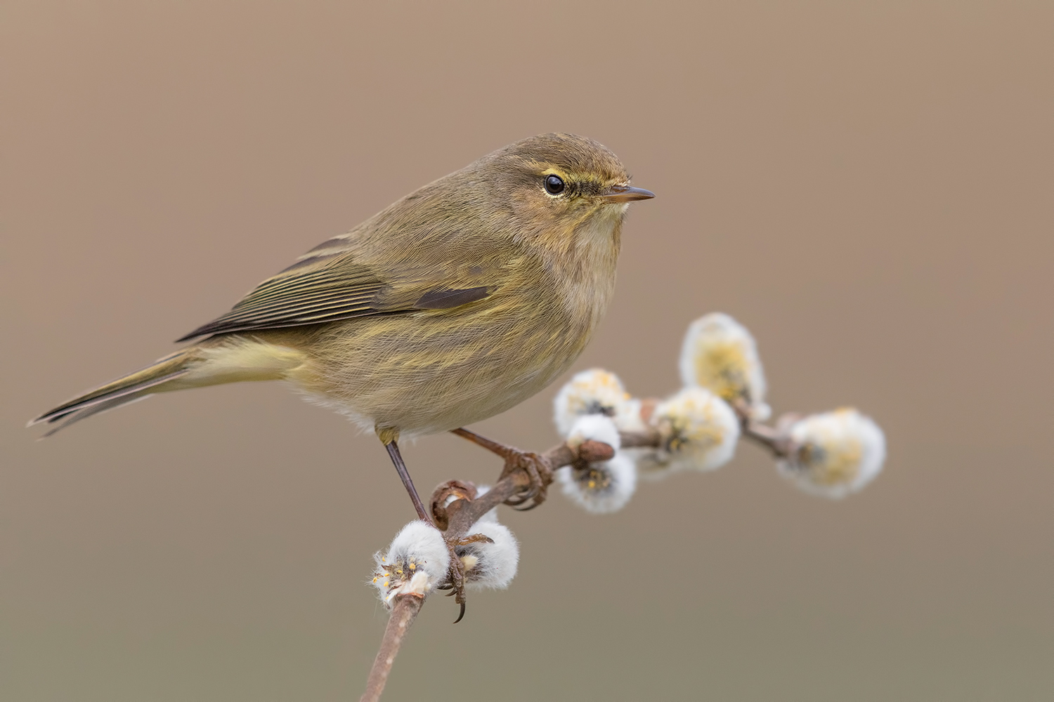 Lui' piccolo....ma in questo caso molto grosso!!!!