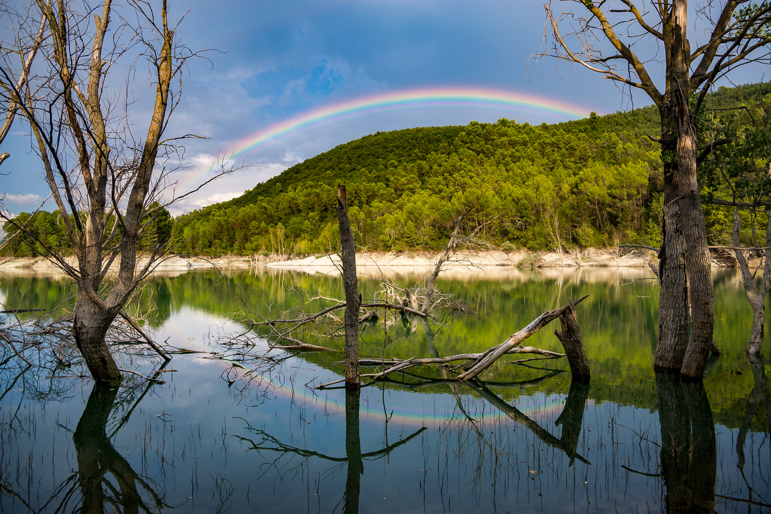 | The tree's cemetery |