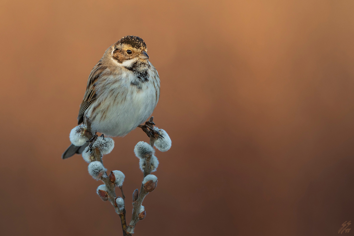..migliarino di palude.