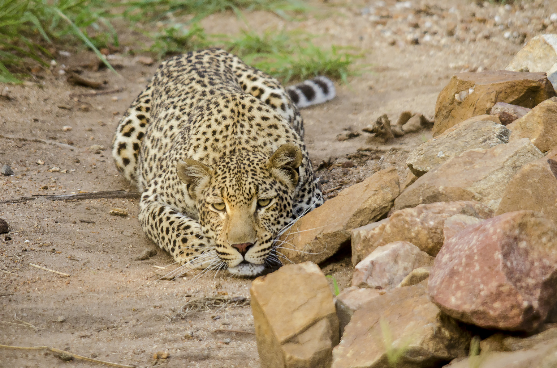 Leopardo