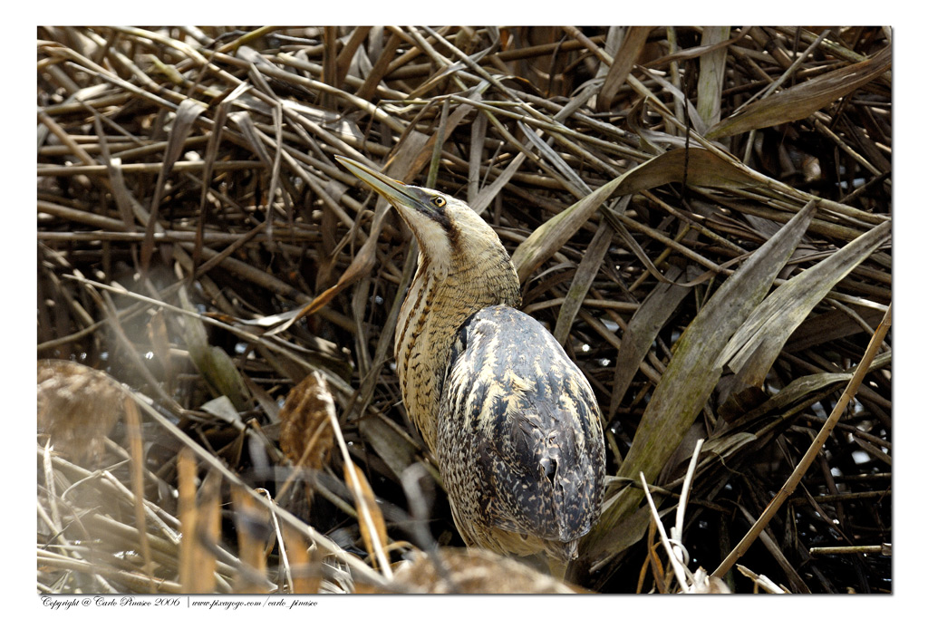 Tarabuso che ha visto qualche cosa