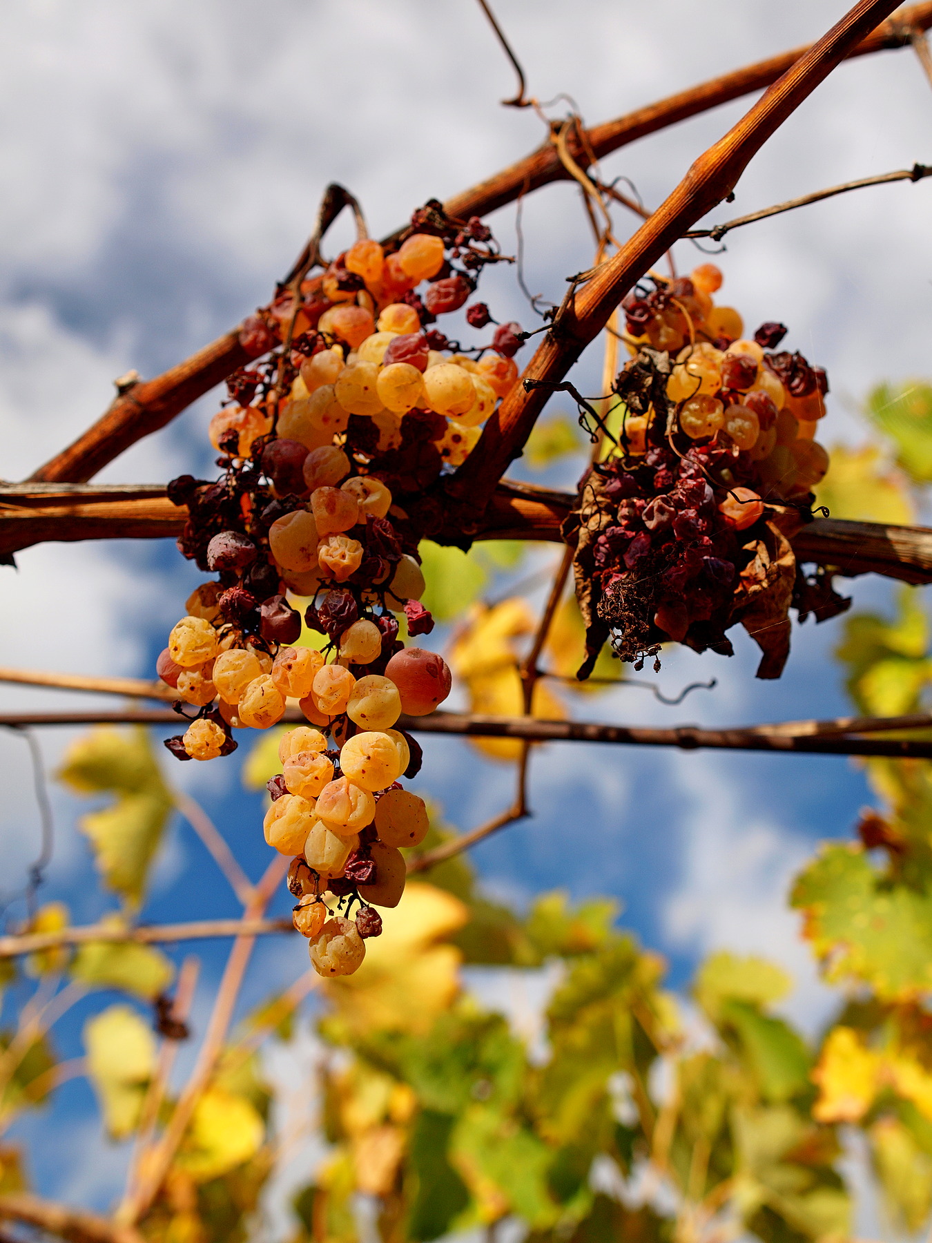 Autunno nelle campagne della provincia di Chieti