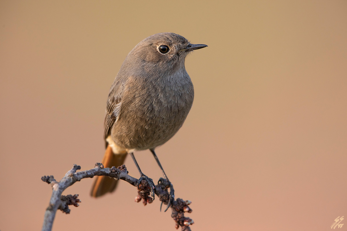 ..codirosso spazzacamino..