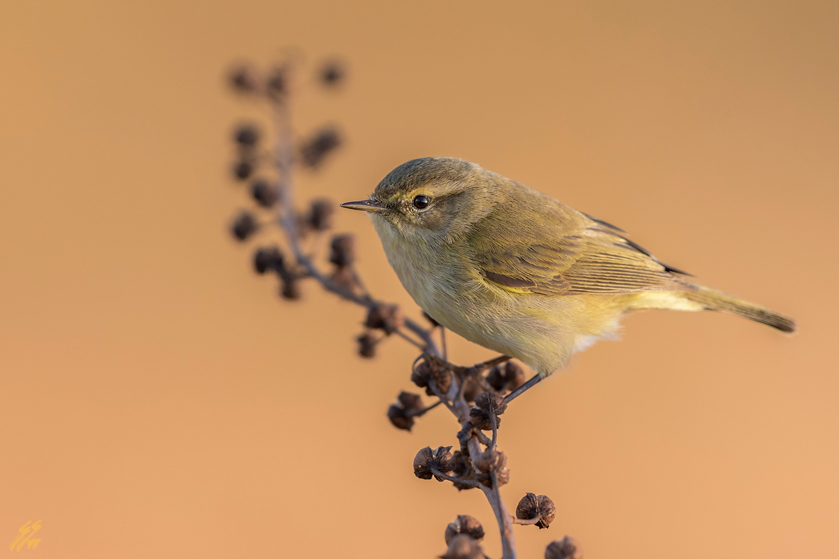 ..lu� piccolo al tramonto..