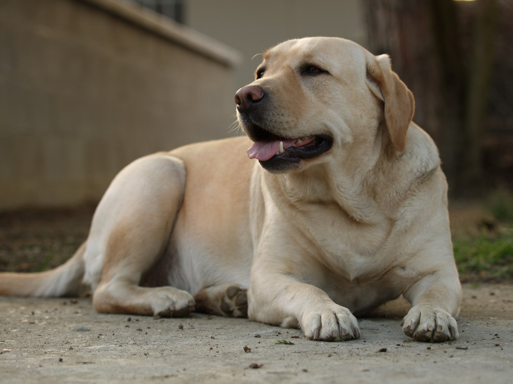La visuale dal suo punto di vista, ma con il visore LCD