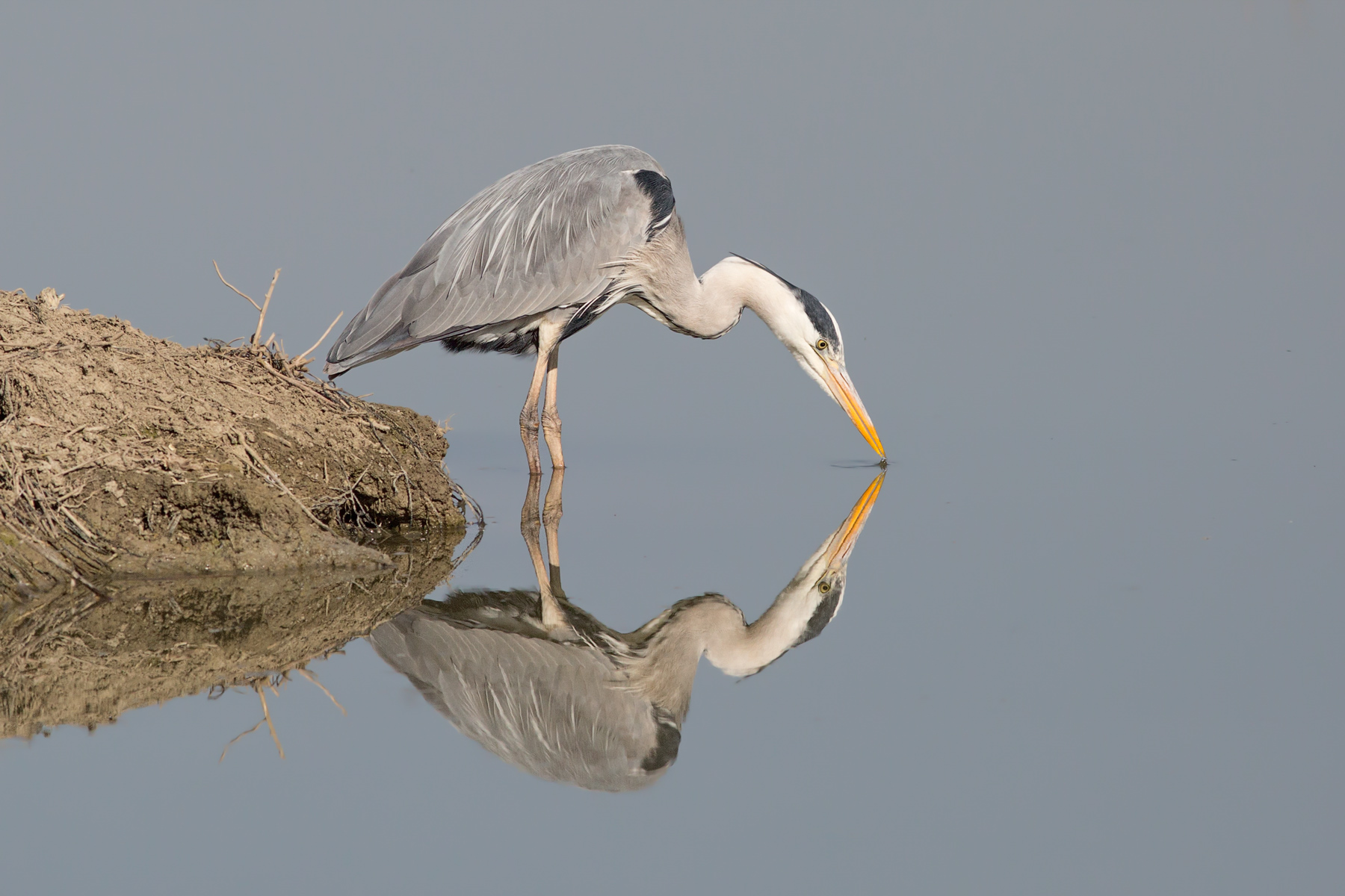 Airone cenerino narciso