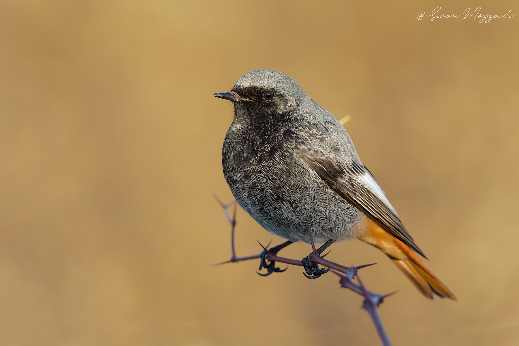 Codirosso spazzacamino