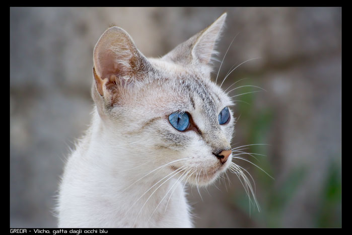 Gatta dagli occhi blu