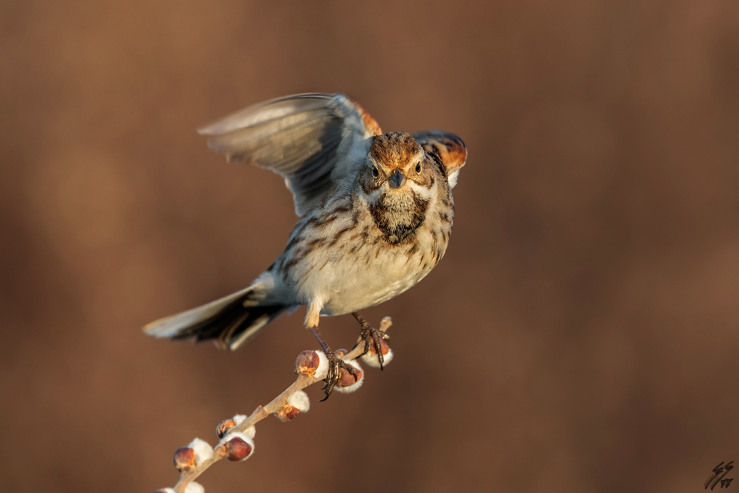 ..migliarino di palude..