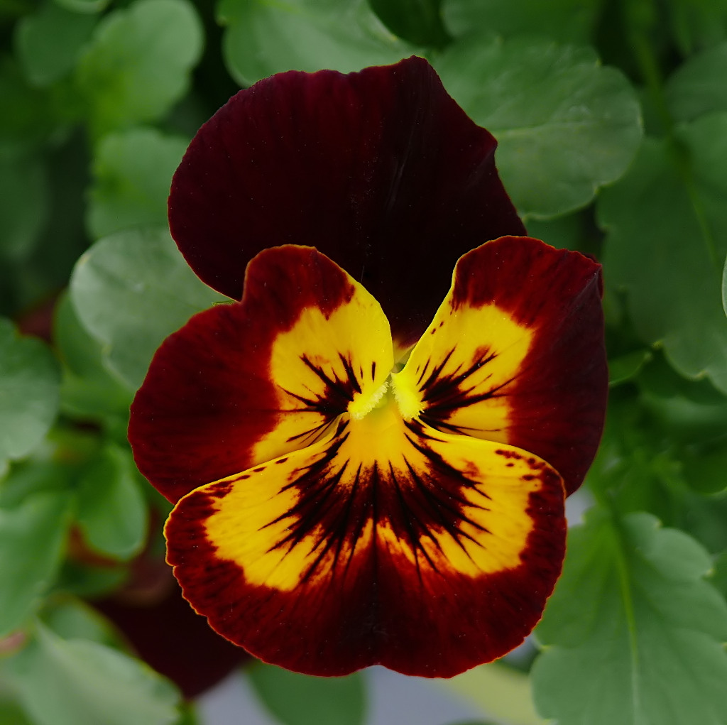 *** Viola ridens ***