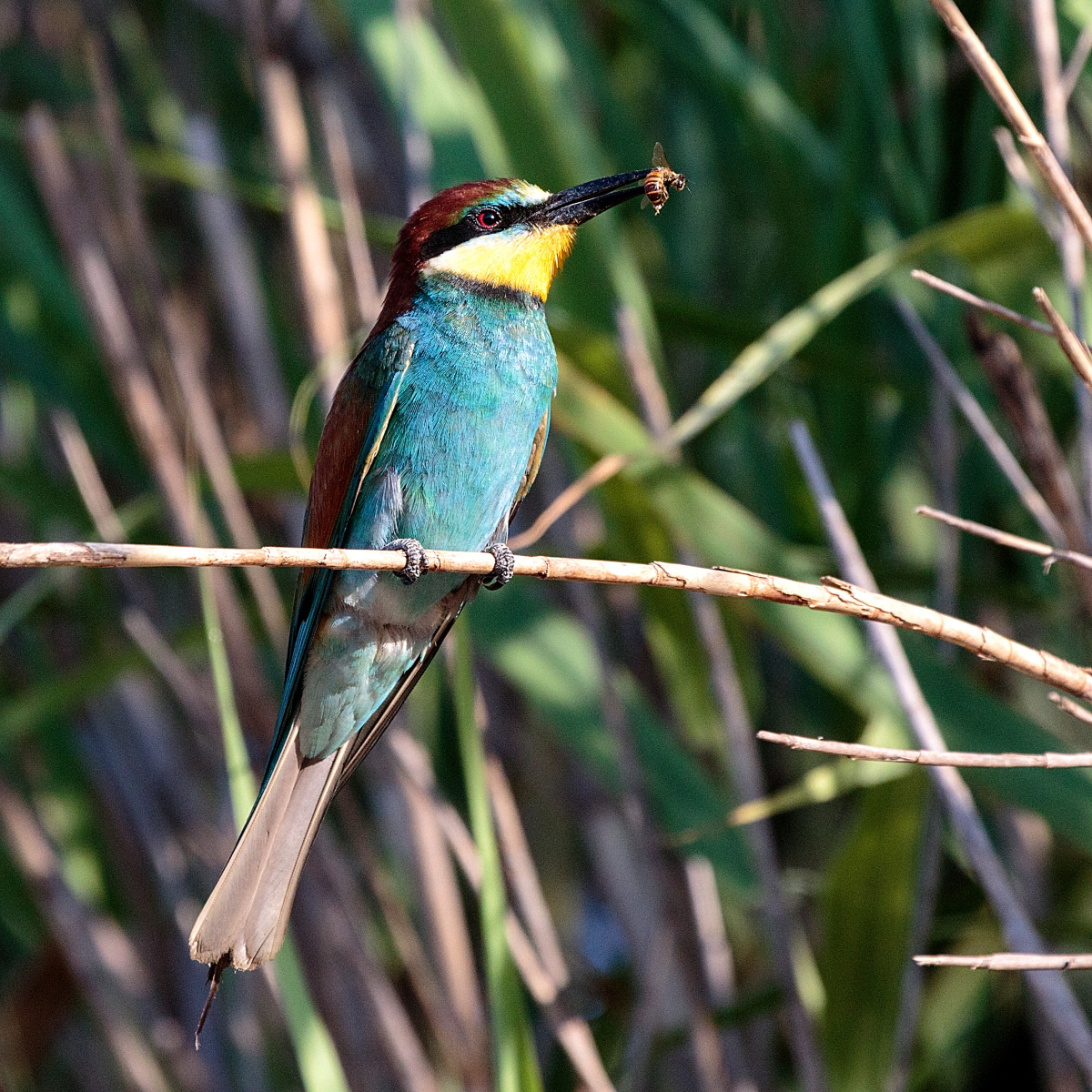 Il Gruccione e l'Ape