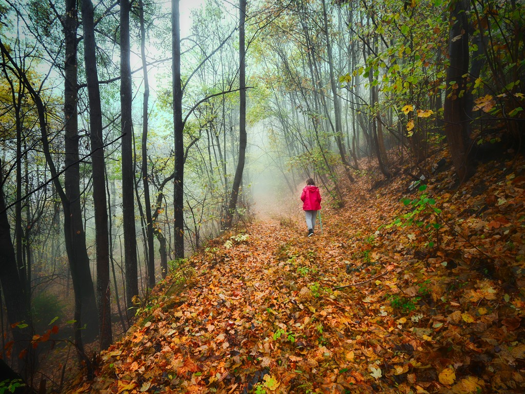 Passeggiata nel bosco