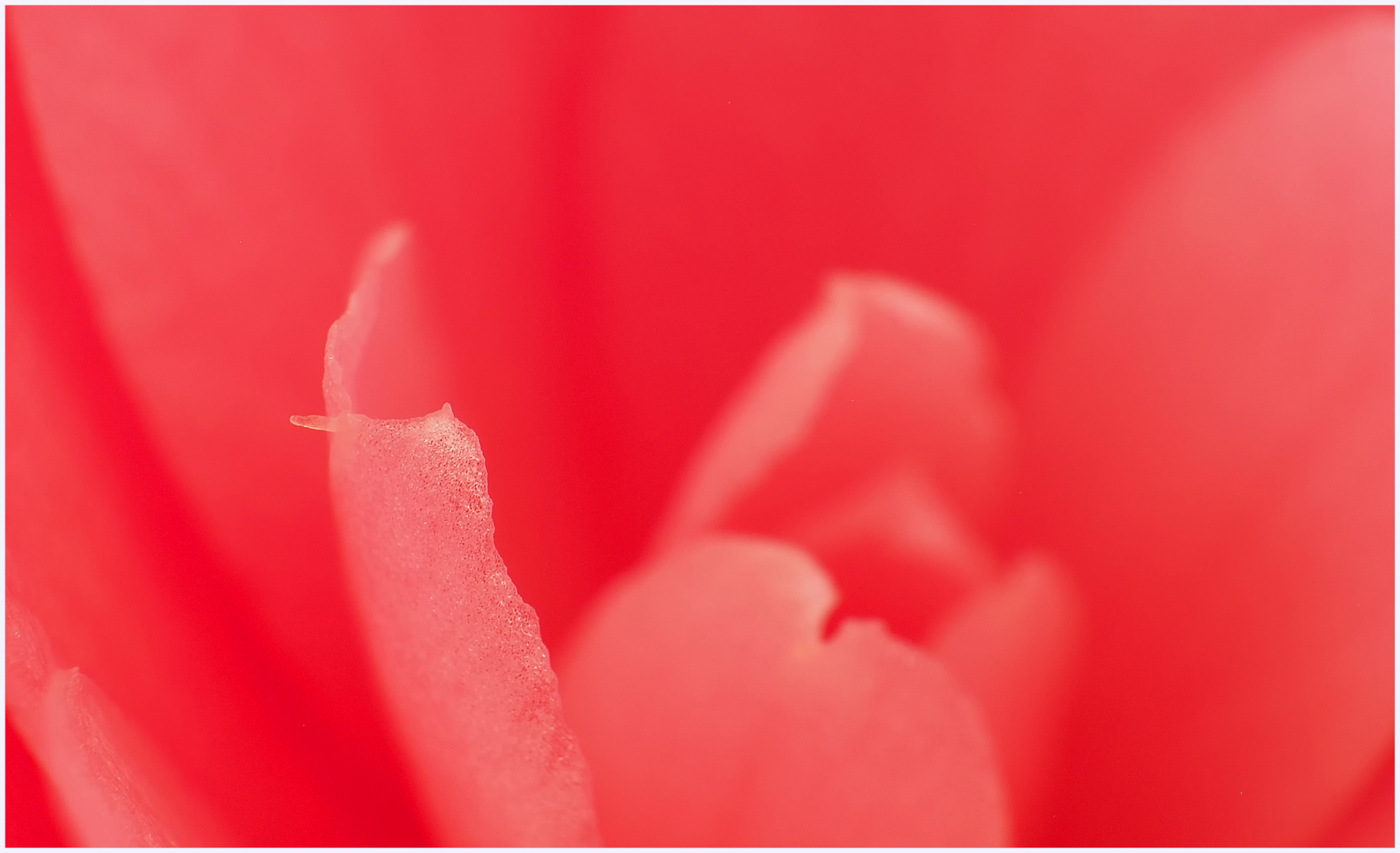 Tra i petali di una camelia