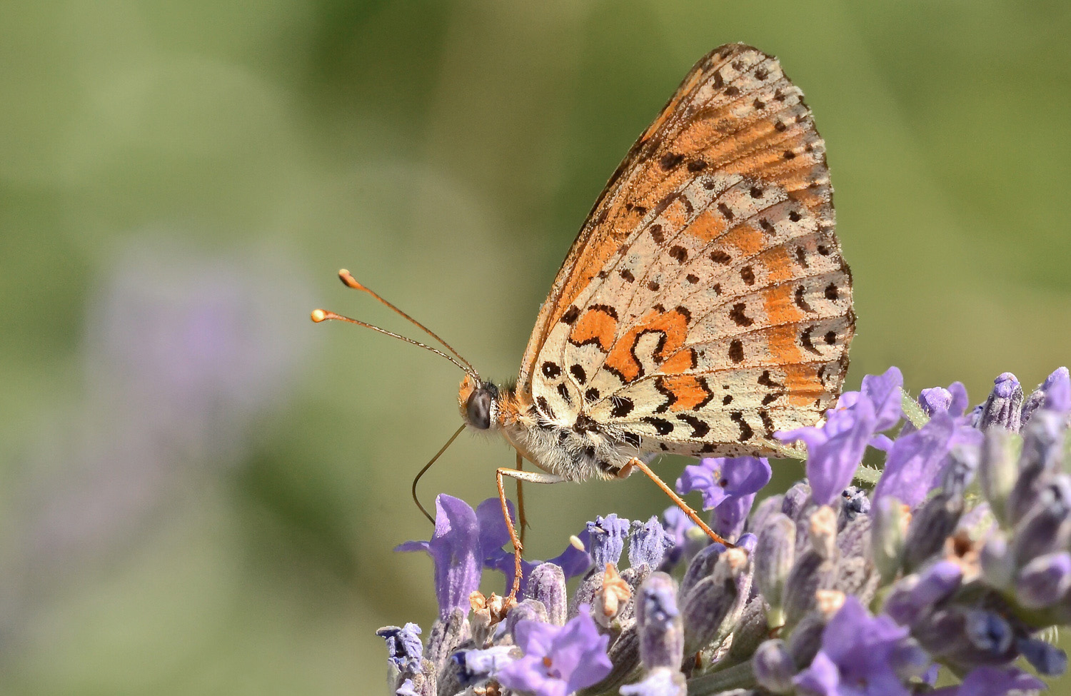 Melitaea