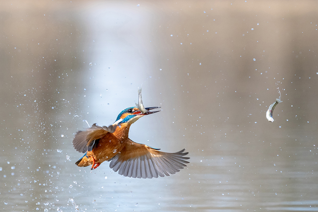 la pesca del martino