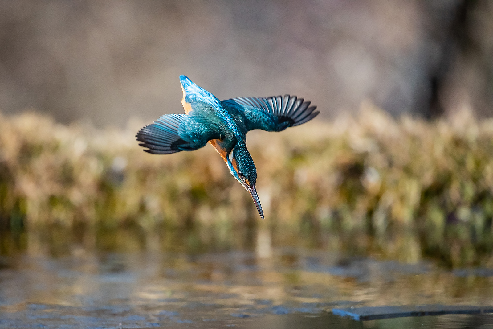 il tuffo del martino