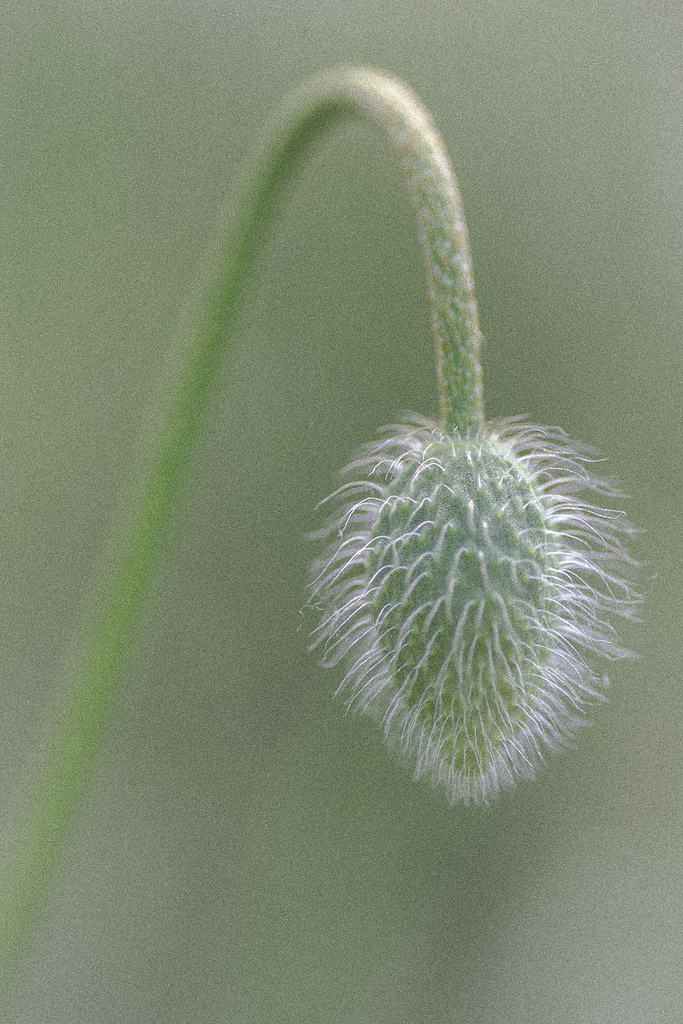 Un futuro Papavero.....