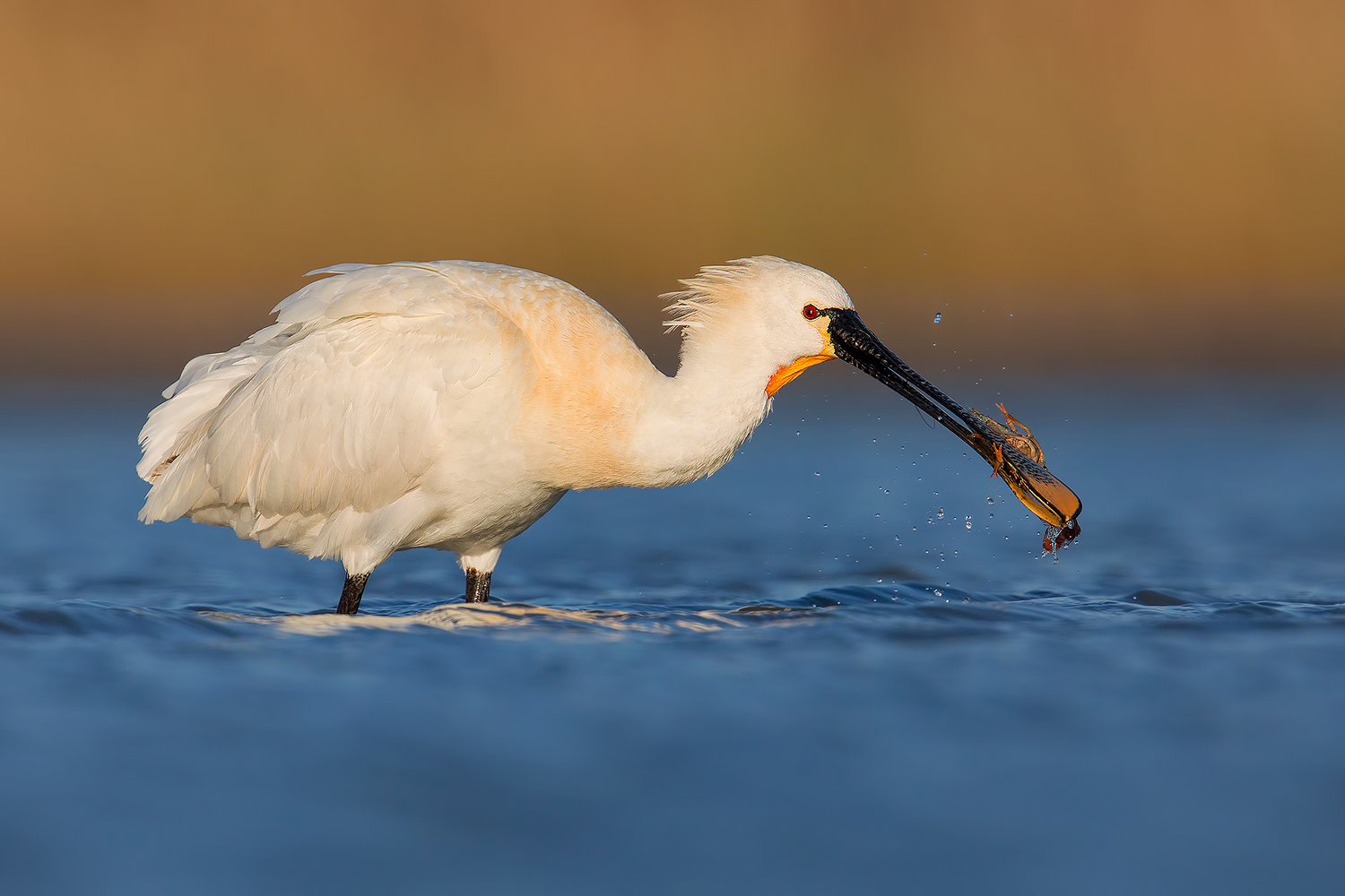 Caccia grossa (Spatola)