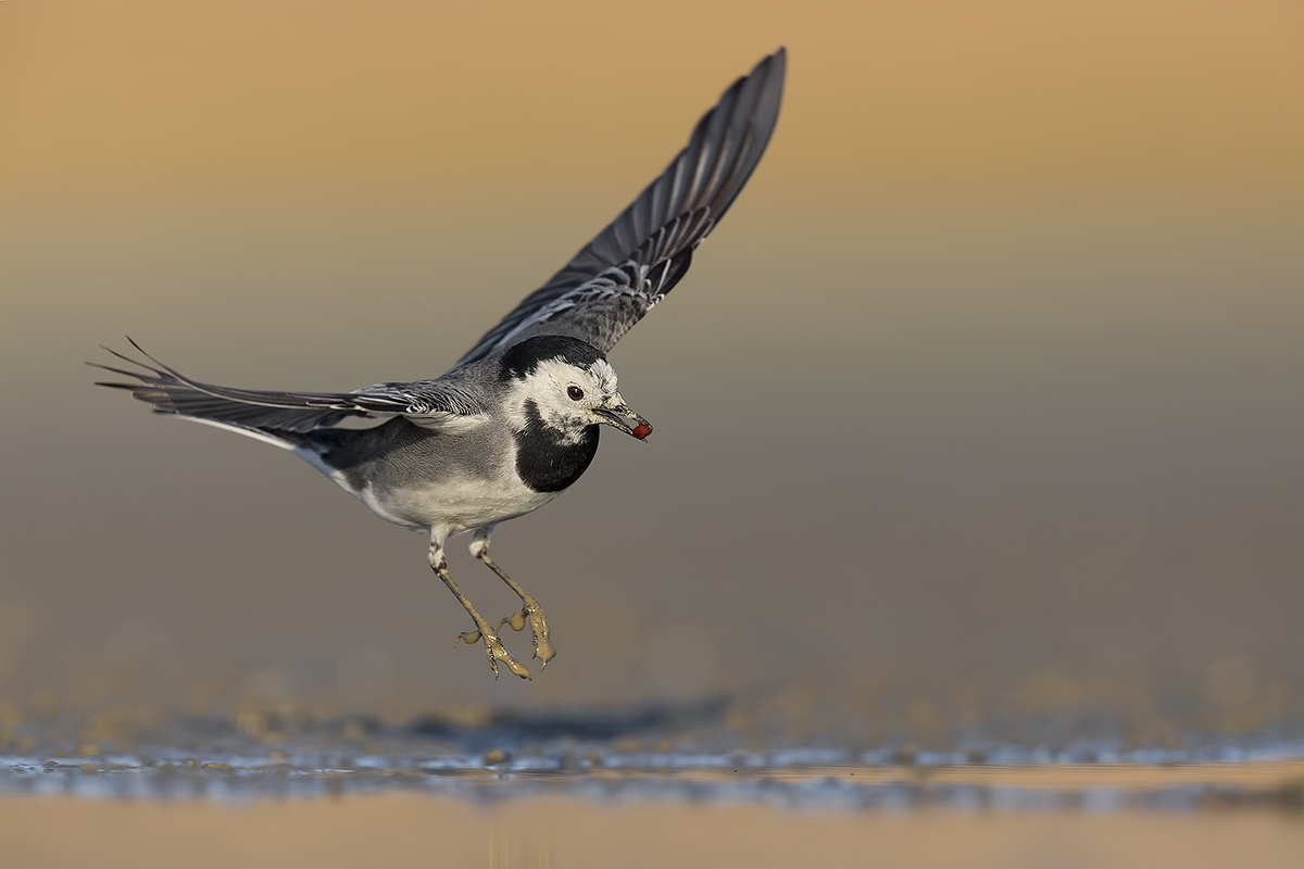 Balla Balla Ballerina