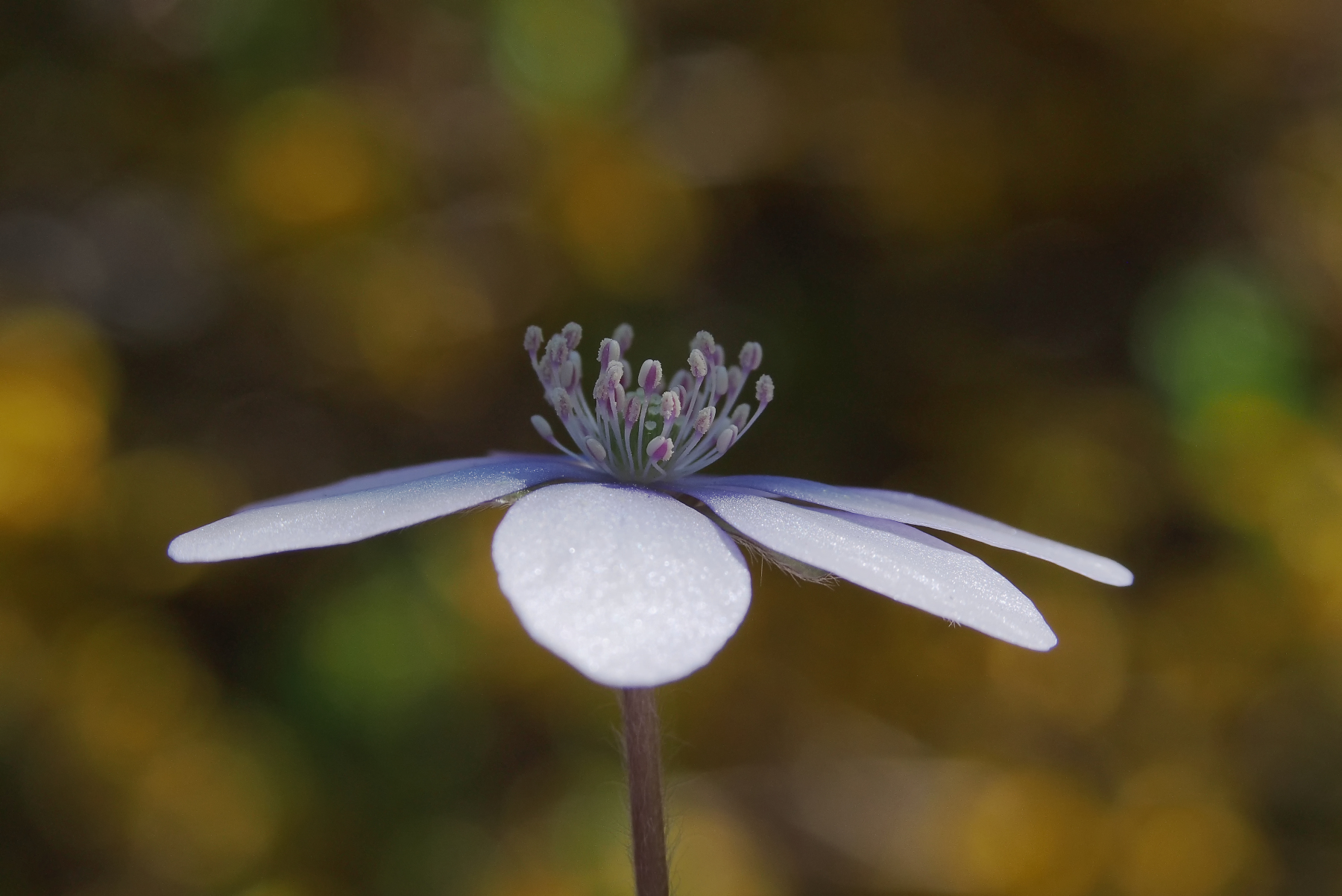 Nel sottobosco di primavera