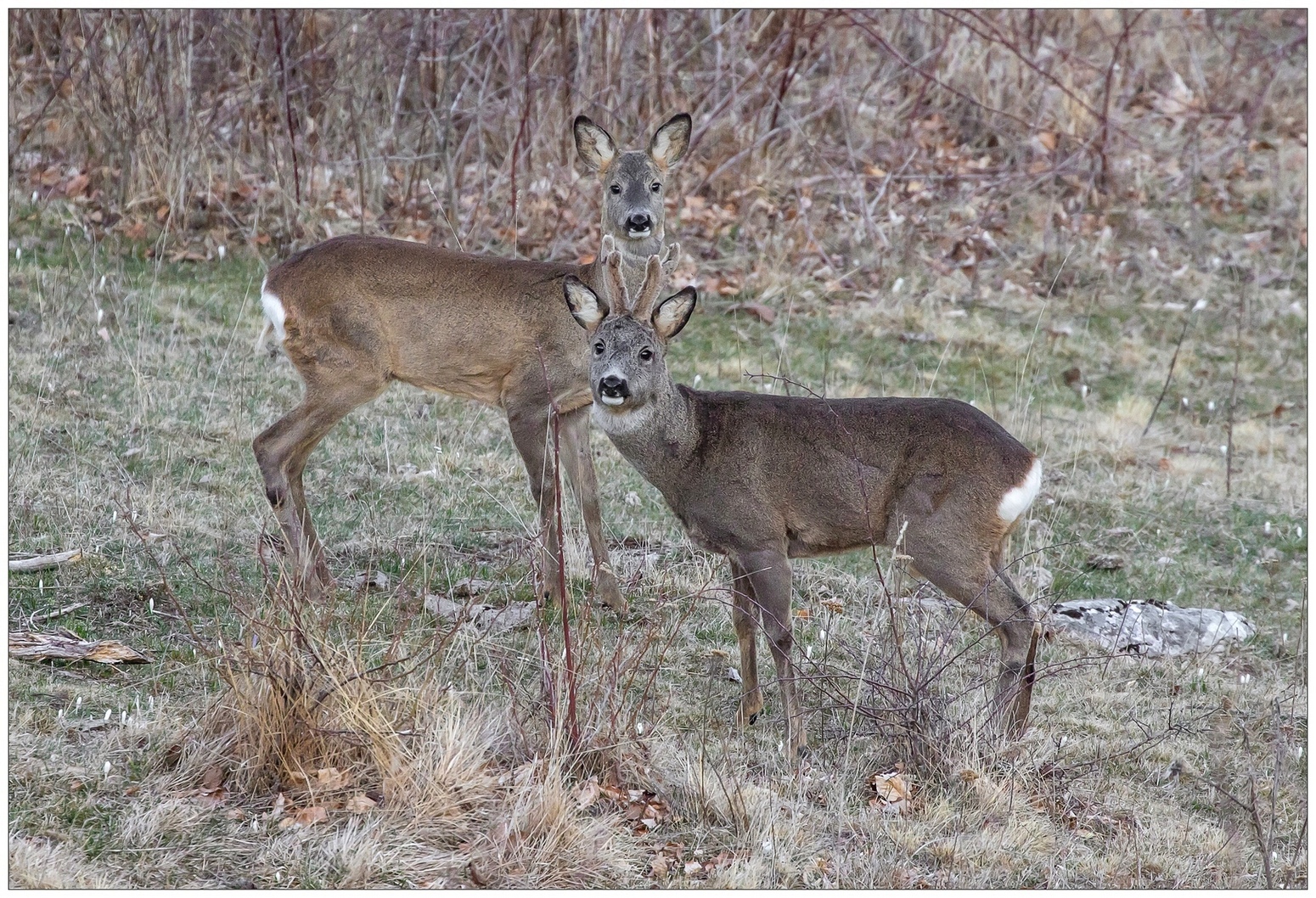 Moglie e marito capriolo.
