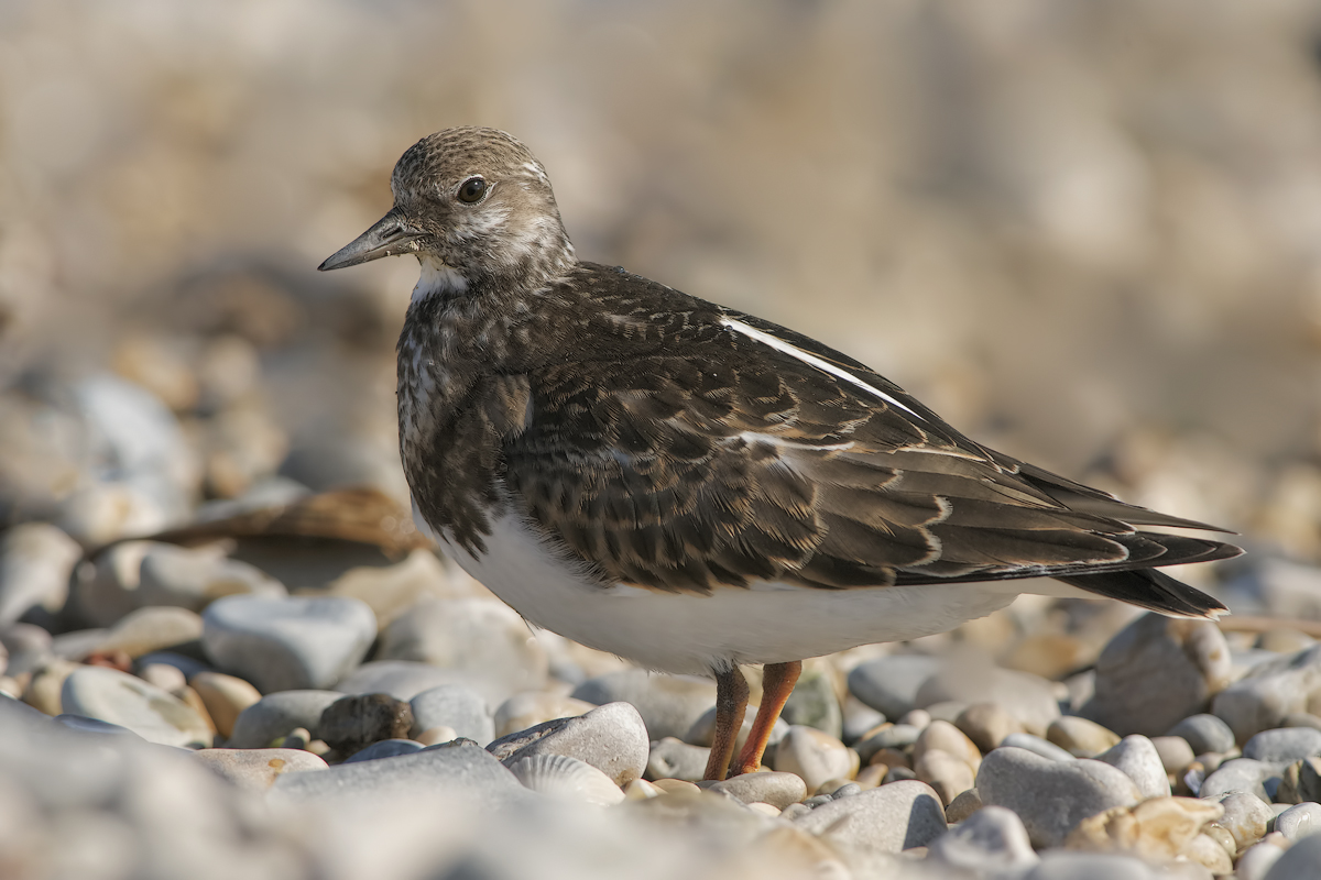 Voltapietre (Arenaria interpres)