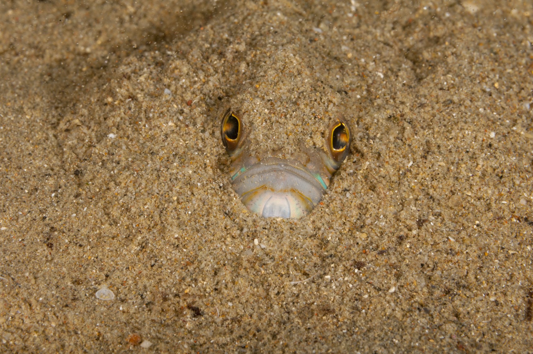 Giochiamo a nascondino?