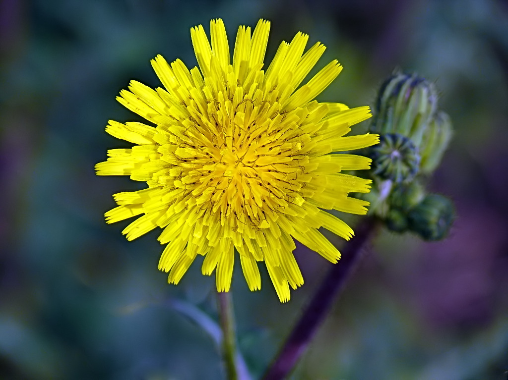 *** Giallo nel bl�ola ***